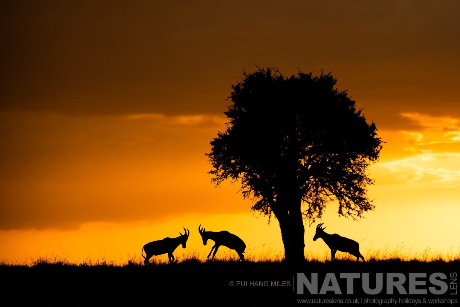 A Trio Of Topi Silhouetted At Sunrise Photographed During A Natureslens Photography Holiday To Photograph The Wildlife Of The Maasai Mara