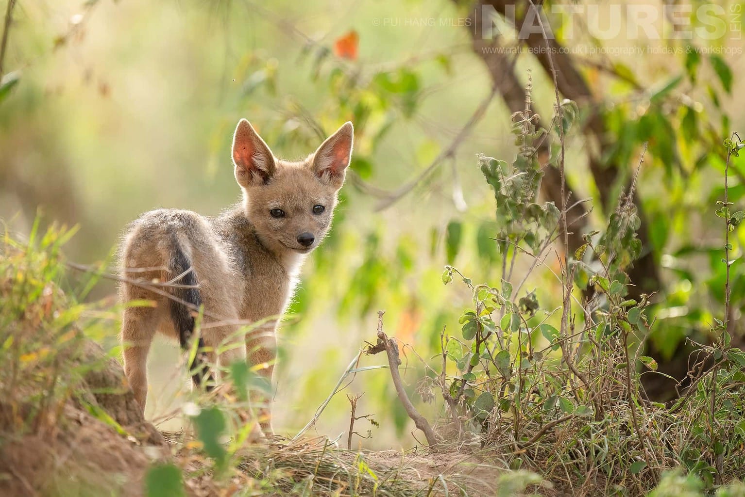 A Very Young Jackal Cub Photographed During A Natureslens Photography Holiday To Photograph The Wildlife Of The Maasai Mara