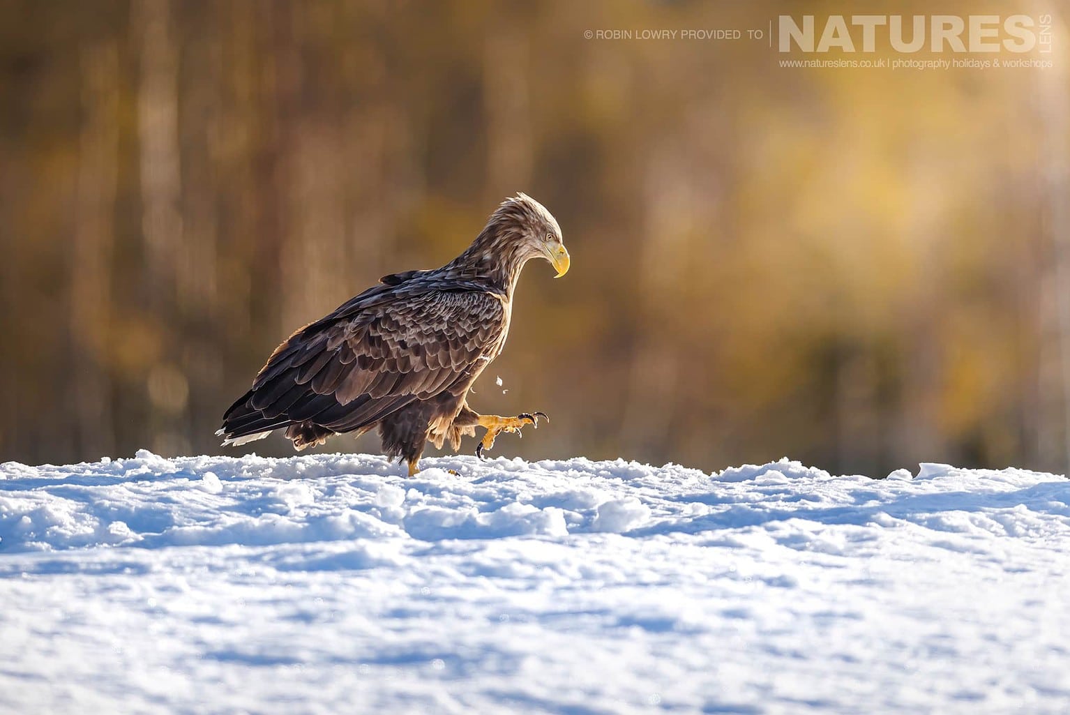A White Tailed Eagle Walking On The Snow Photographed During A Natureslens Photography Holiday To Photograph Northern Sweden Eagles In Winter