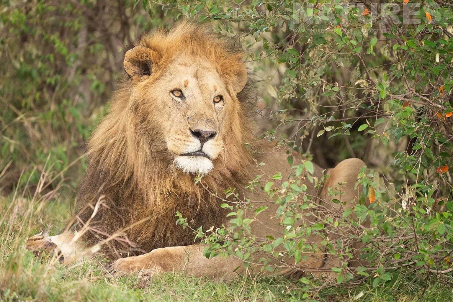 An African Lion The King Of The Mara Plains Photographed During A Natureslens Photography Holiday To Photograph The Wildlife Of The Maasai Mara