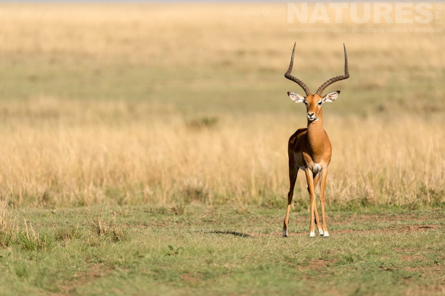 An Alert Impala Found In The Grasslands Of The Mara Photographed During A Natureslens Photography Holiday To Photograph The Wildlife Of The Maasai Mara