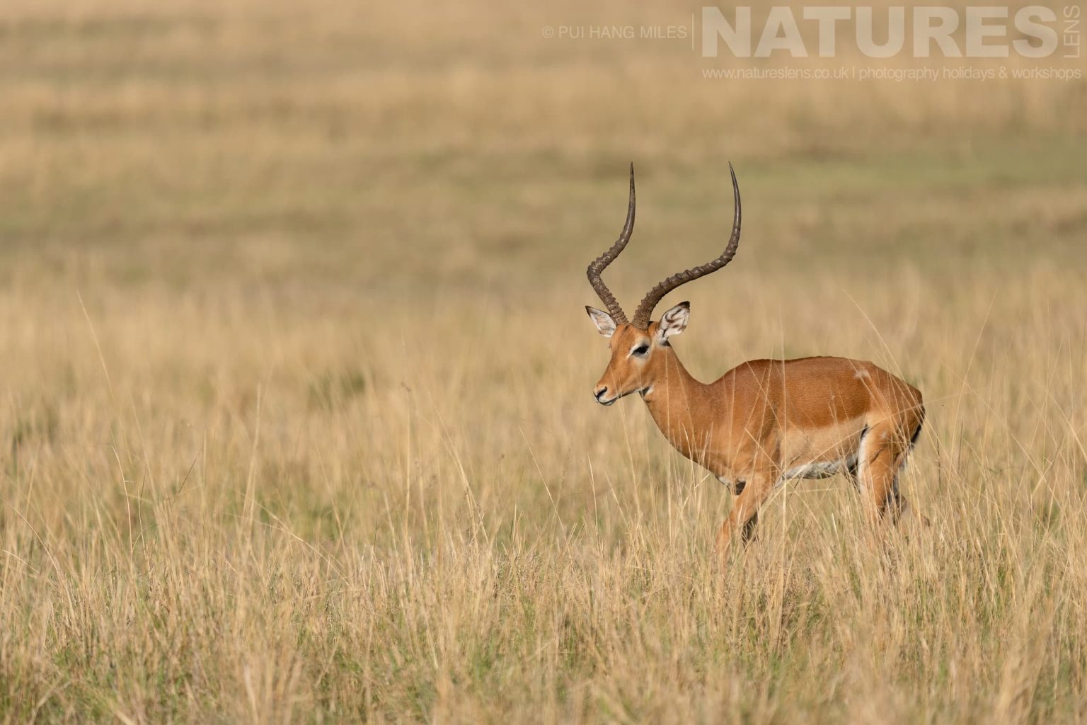 An Alert Impala Stationary In The Long Grasses Of The Mara Photographed During A Natureslens Photography Holiday To Photograph The Wildlife Of The Maasai Mara
