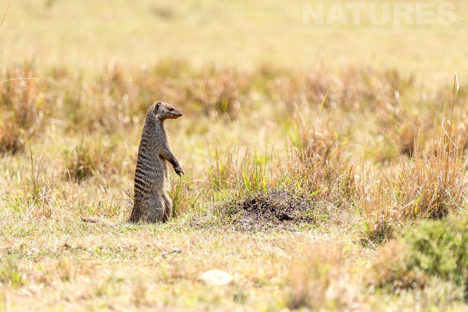 An Alert Mongoose Photographed During A Natureslens Photography Holiday To Photograph The Wildlife Of The Maasai Mara