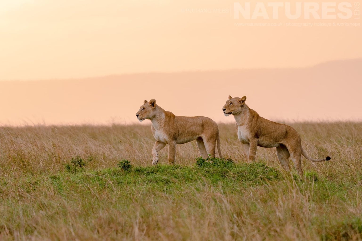 An Alert Pair Of Lionesses From The Topi Pride Photographed During A Natureslens Photography Holiday To Photograph The Wildlife Of The Maasai Mara