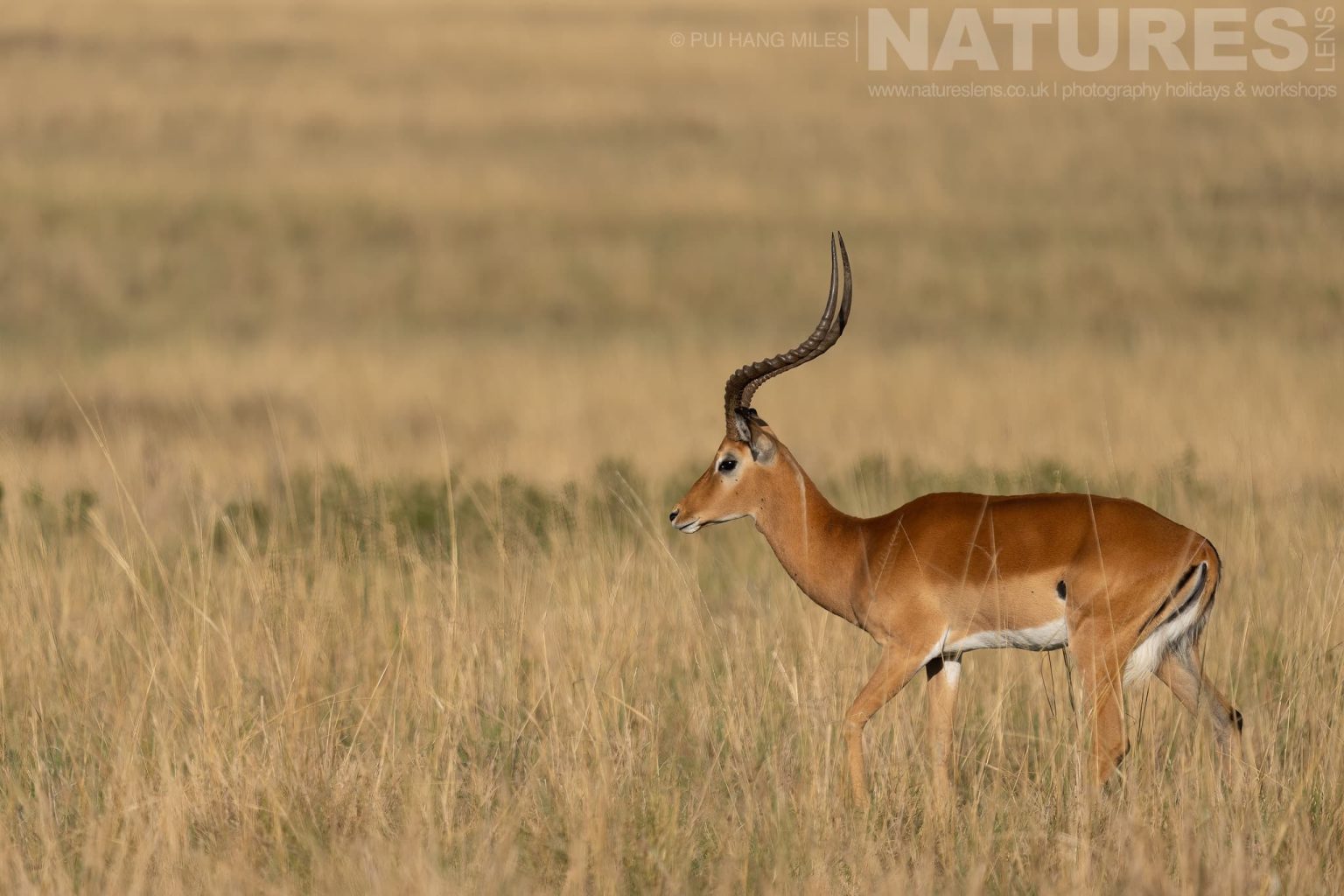 An Impala Found In The Grasslands Of The Mara Photographed During A Natureslens Photography Holiday To Photograph The Wildlife Of The Maasai Mara