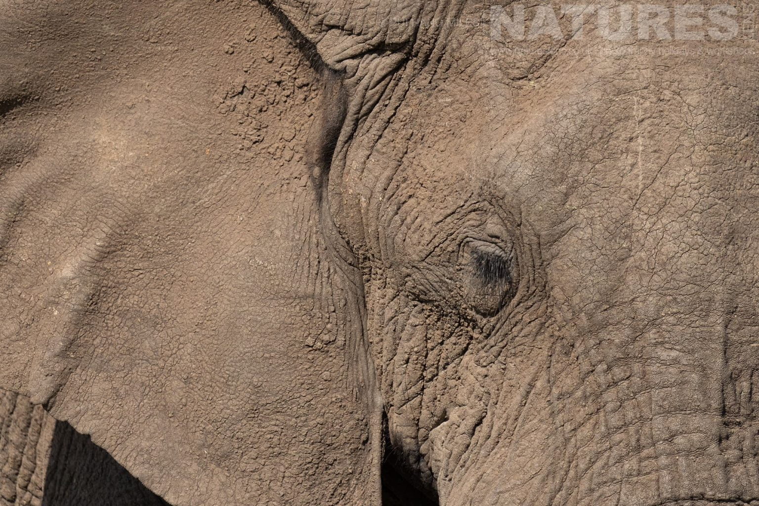 Detail Of An Elephant Photographed During A Natureslens Photography Holiday To Photograph The Wildlife Of The Maasai Mara