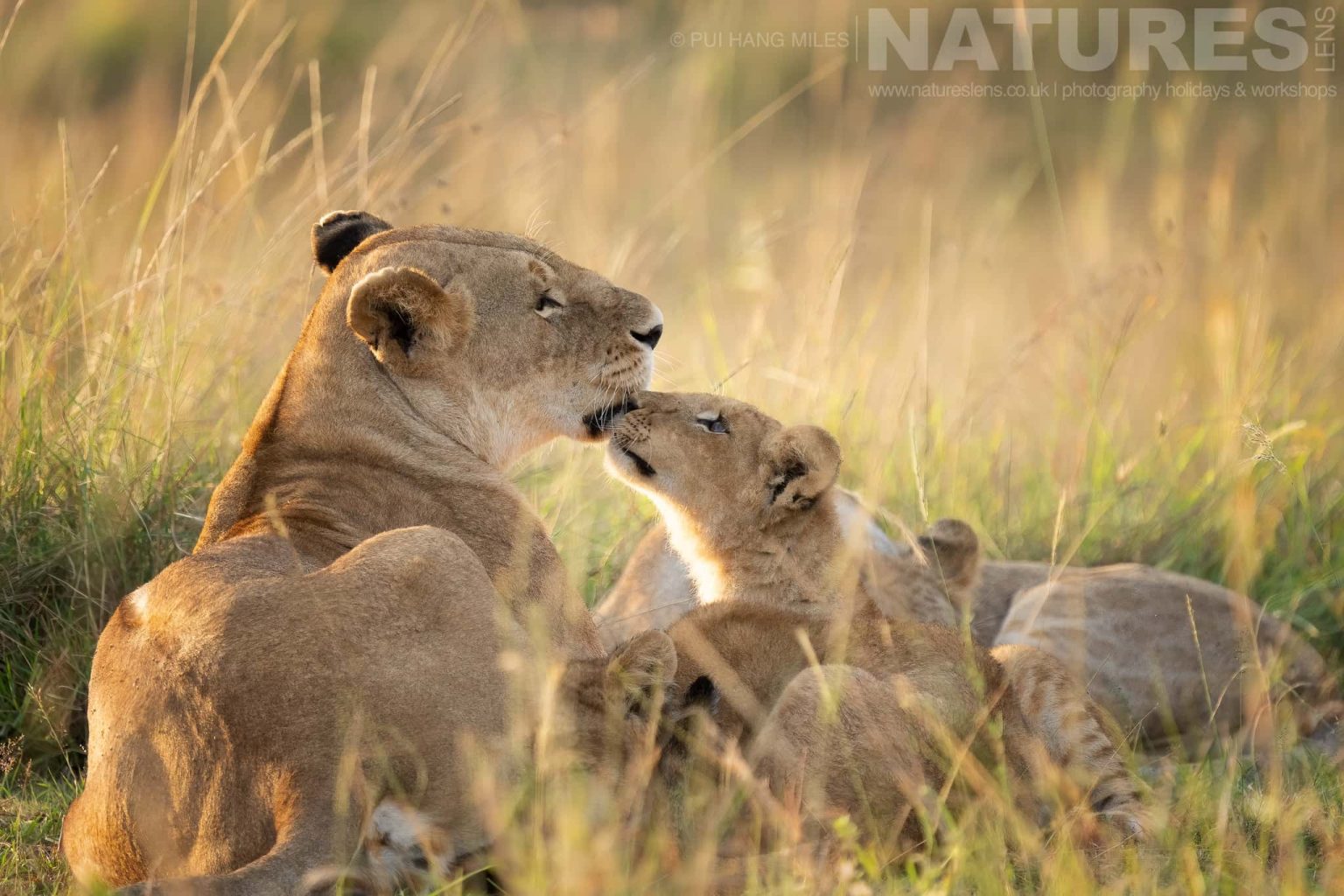 Members Of The Topi Lion Pride Showing Affection To One And Other Photographed During A Natureslens Photography Holiday To Photograph The Wildlife Of The Maasai Mara