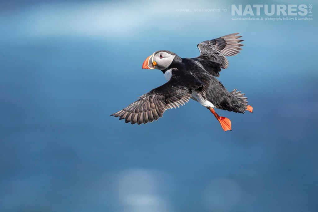 One Of Grimsey Iceland Iconic Atlantic Puffins In Flight Photographed During The Natureslens Puffins Of The Arctic Circle Photography Holiday Dan Trim – Puffins of Grimsey – 2022