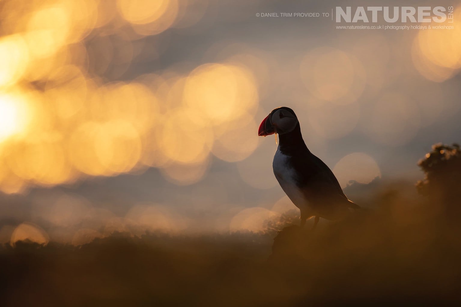 One Of Grimsey Island Atlantic Puffins Photographed Against The Midnight Sun Photographed During The Natureslens Puffins Of The Arctic Circle Photography Holiday