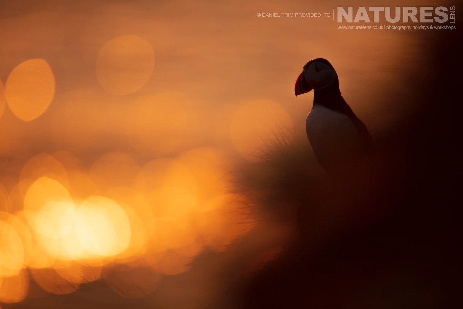 One Of Grimsey Island Iconic Atlantic Puffins Photographed Against The Midnight Sun Photographed During The Natureslens Puffins Of The Arctic Circle Photography Holiday