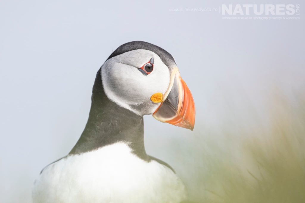 One Of Grimsey Island Iconic Atlantic Puffins Photographed During The Natureslens Puffins Of The Arctic Circle Photography Holiday