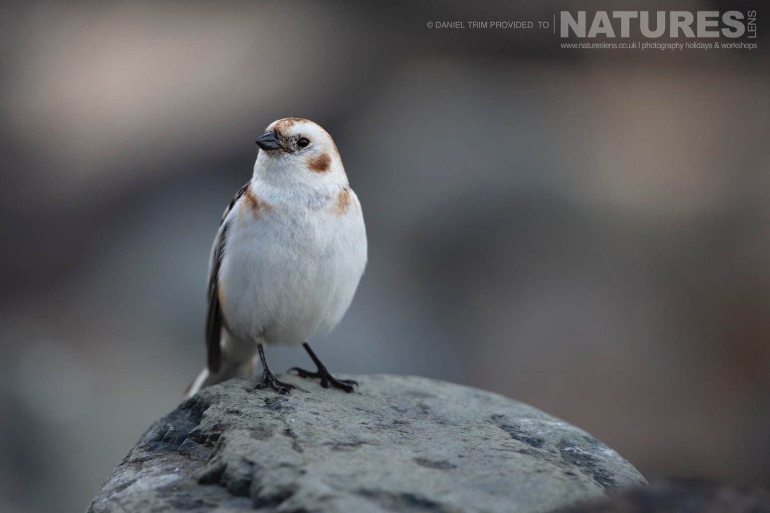 One Of Grimsey Island Supporting Cast A Snow Bunting Photographed During The Natureslens Puffins Of The Arctic Circle Photography Holiday