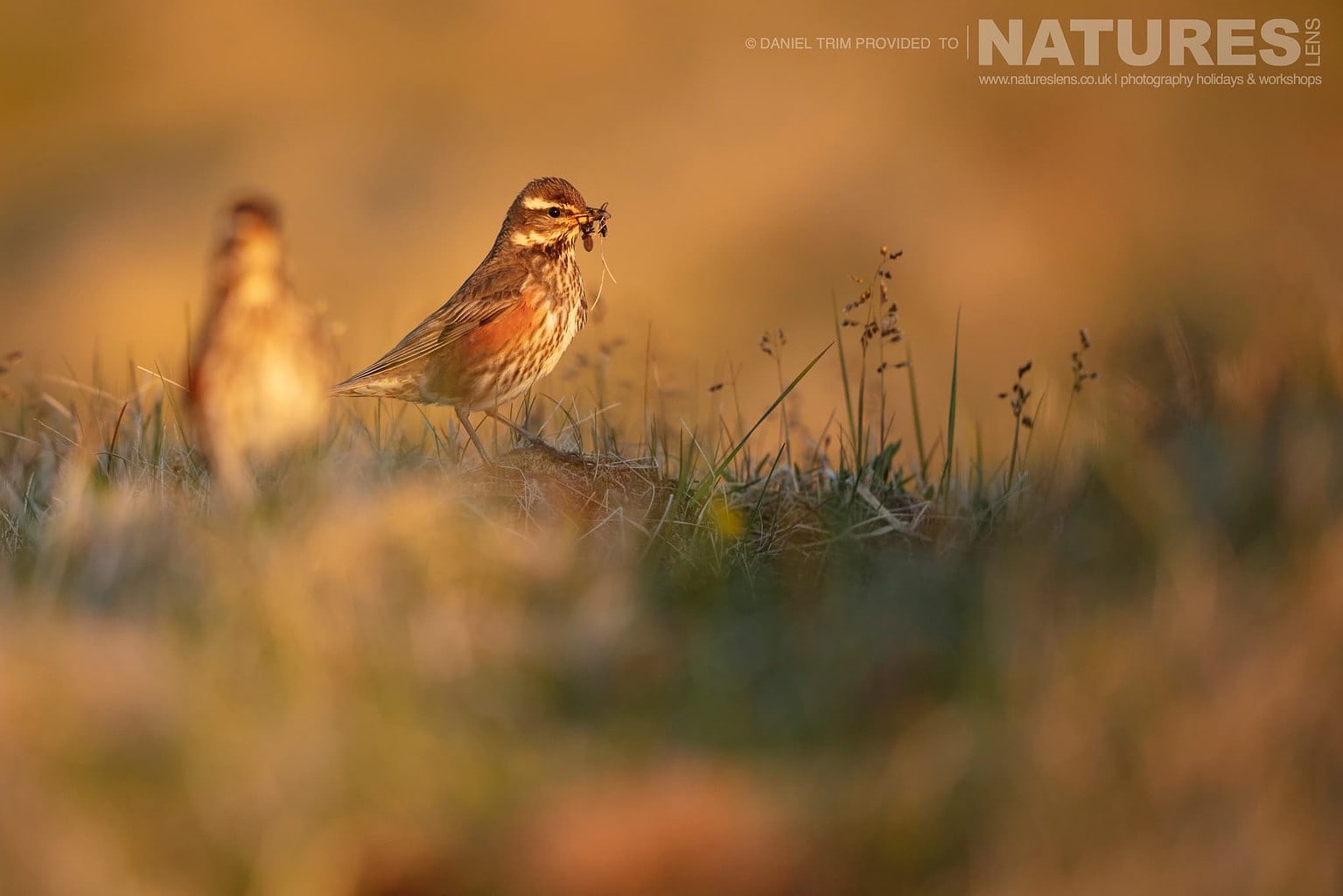 One Of Grimsey Island Supporting Cast In This Case A Beautifully Lit Redwing Photographed During The Natureslens Puffins Of The Arctic Circle Photography Holiday