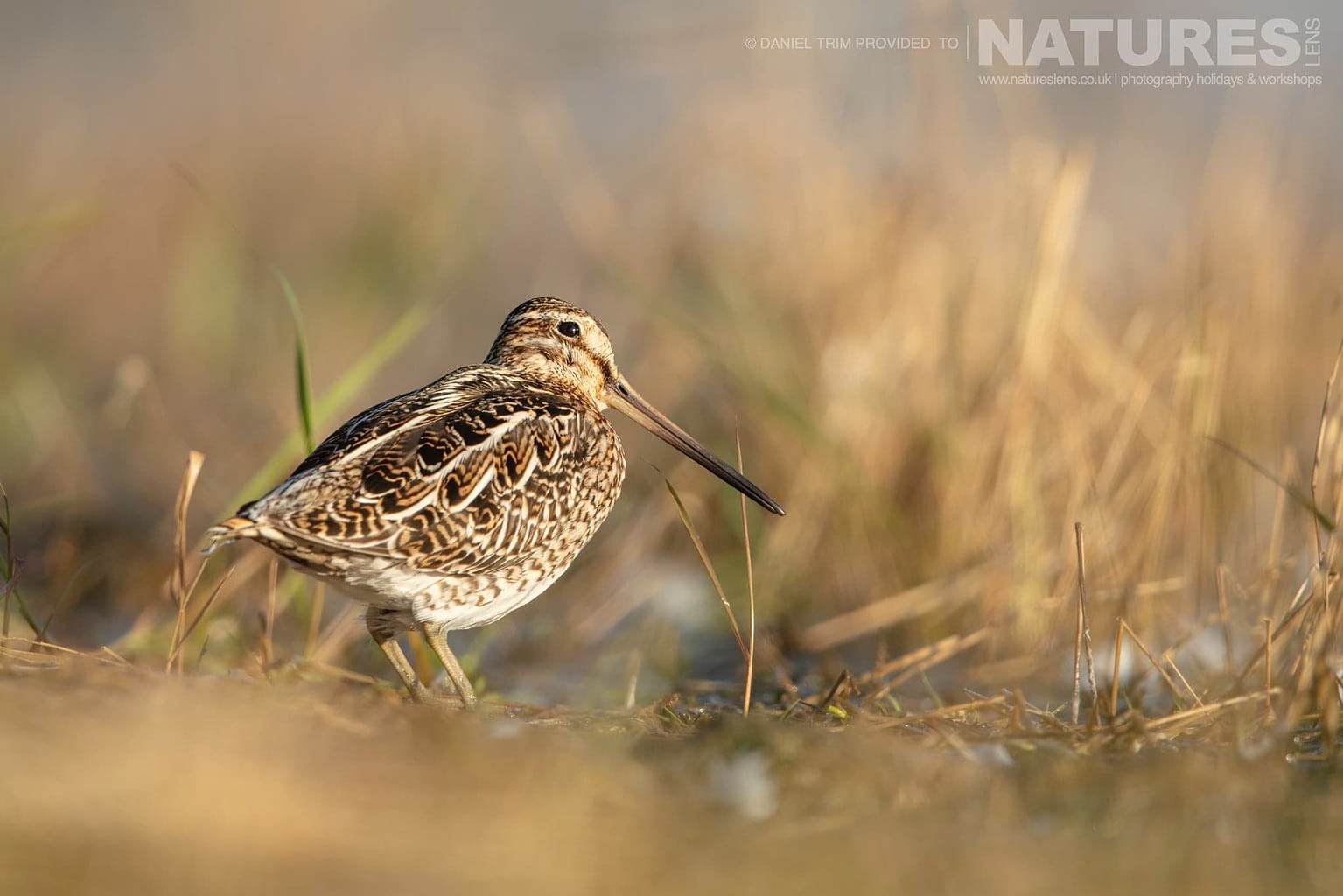 One Of Grimsey Island Supporting Cast In This Case A Common Snipe Photographed During The Natureslens Puffins Of The Arctic Circle Photography Holiday