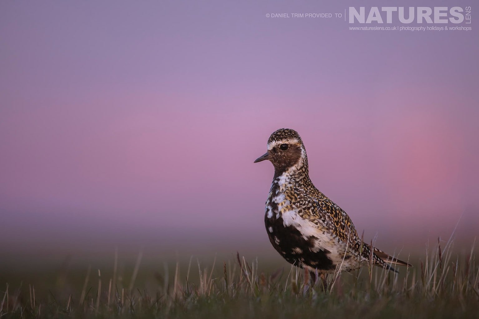 One Of Grimsey Island Supporting Cast In This Case A Golden Plover Photographed During The Natureslens Puffins Of The Arctic Circle Photography Holiday