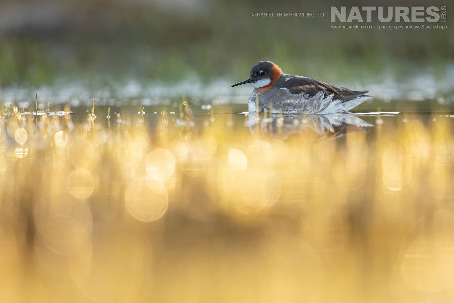 One Of Grimsey Island Supporting Cast In This Case A Red Necked Phalarope Photographed During The Natureslens Puffins Of The Arctic Circle Photography Holiday