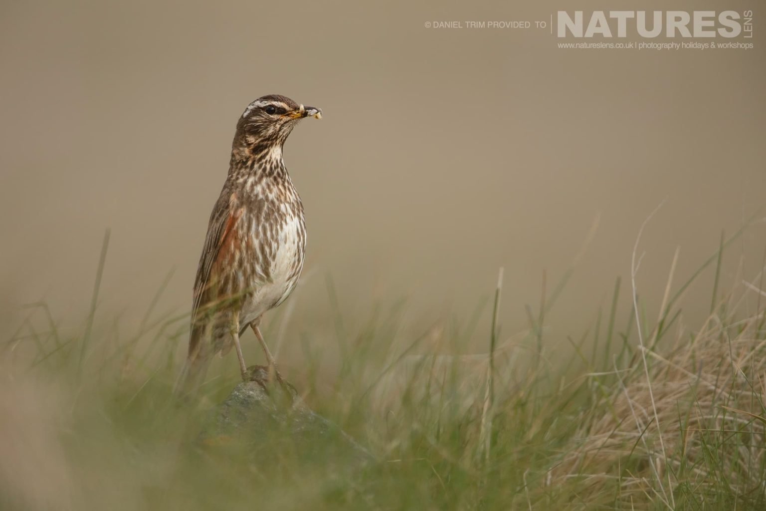 One Of Grimsey Island Supporting Cast In This Case A Redwing Photographed During The Natureslens Puffins Of The Arctic Circle Photography Holiday