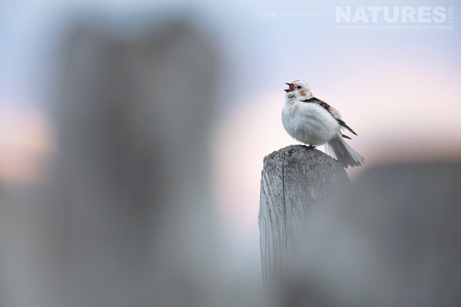 One Of Grimsey Island Supporting Cast In This Case A Snow Bunting Photographed During The Natureslens Puffins Of The Arctic Circle Photography Holiday