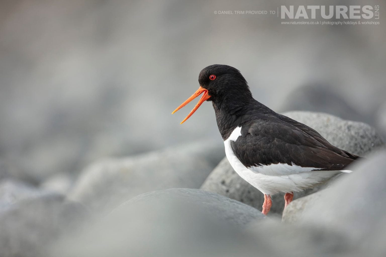 One Of Grimsey Island Supporting Cast In This Case An Oystercatcher Photographed During The Natureslens Puffins Of The Arctic Circle Photography Holiday