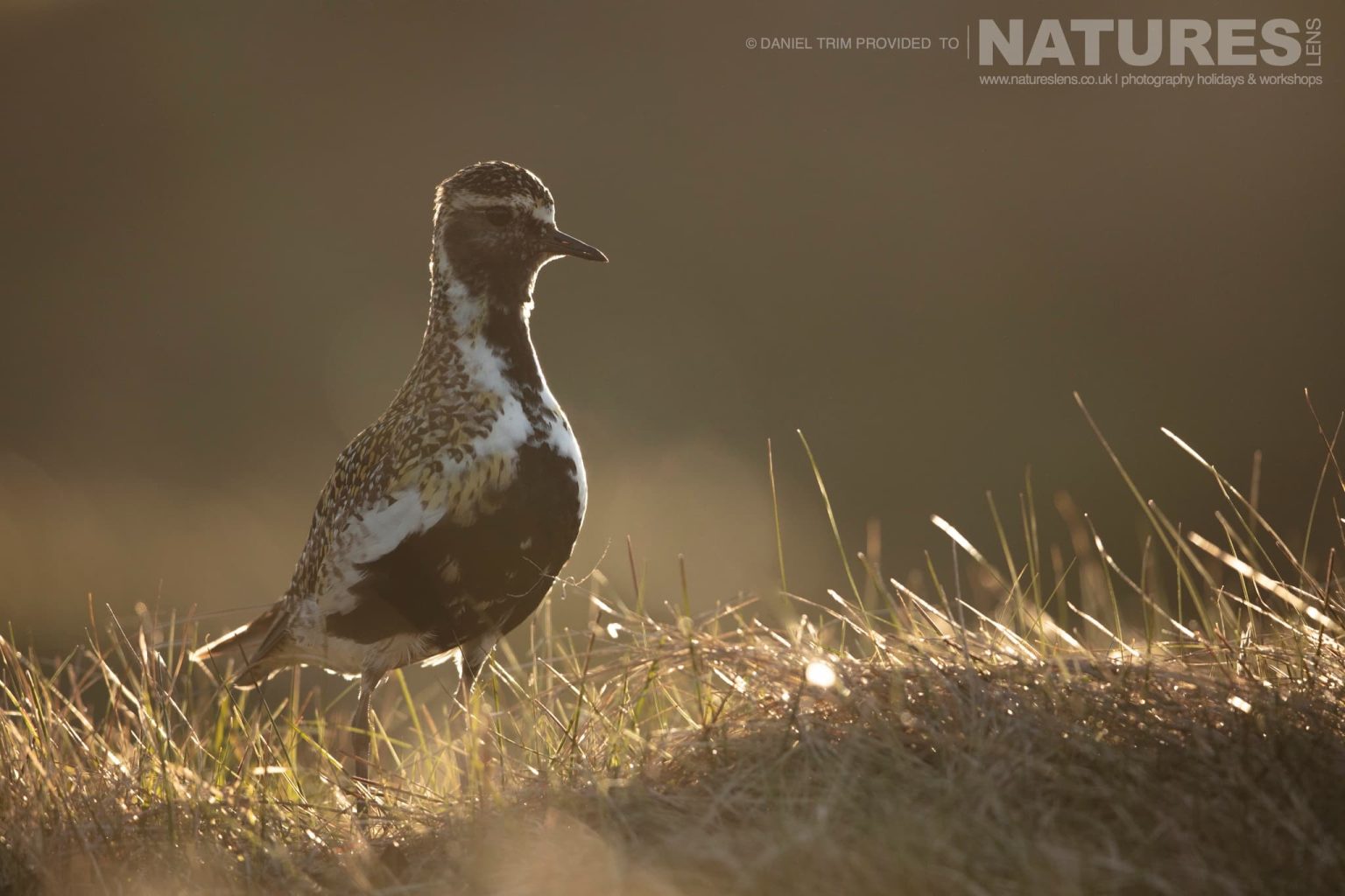 One Of Grimsey Island Supporting Cast This Time A Golden Plover Photographed During The Natureslens Puffins Of The Arctic Circle Photography Holiday