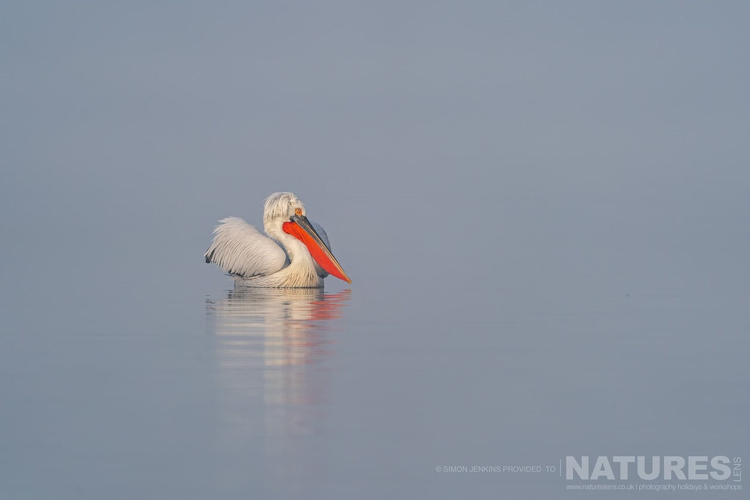 One Of Lake Kerkini Pelicans Drift On The Still Waters Of The Lake