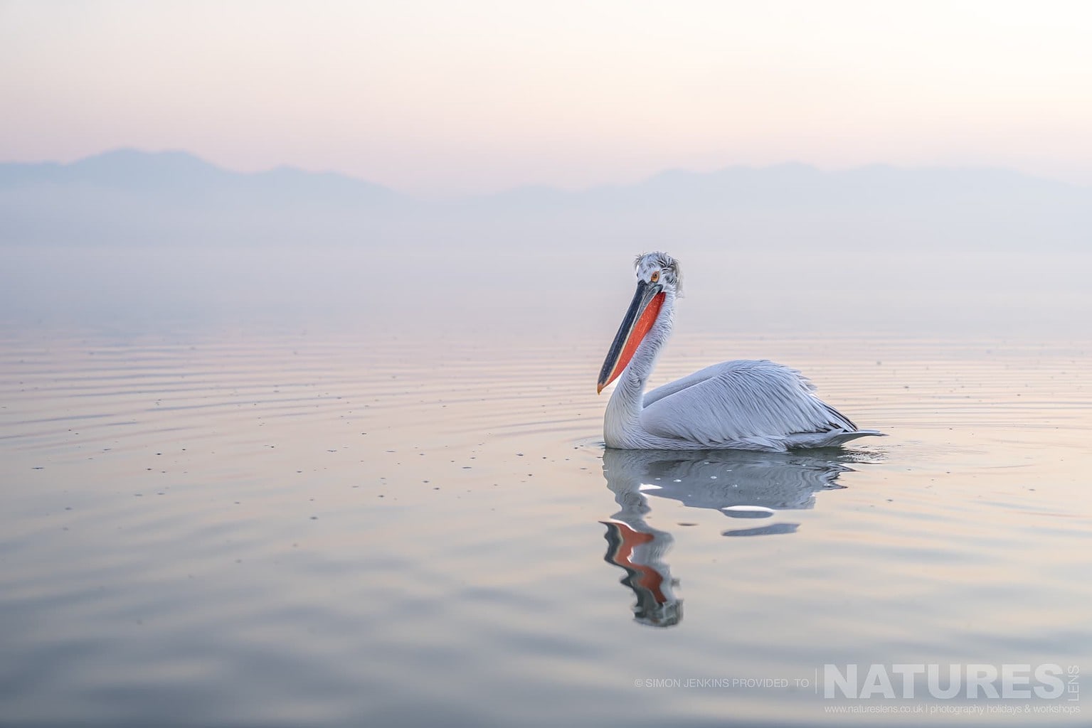 One Of Lake Kerkini Pelicans Drifts Alone On The Still Waters