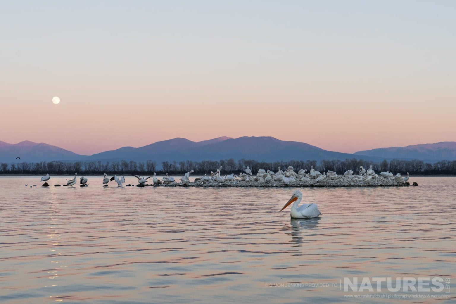 One Of Lake Kerkini Pelicans Drifts In Front Of One Of The Nesting Platforms