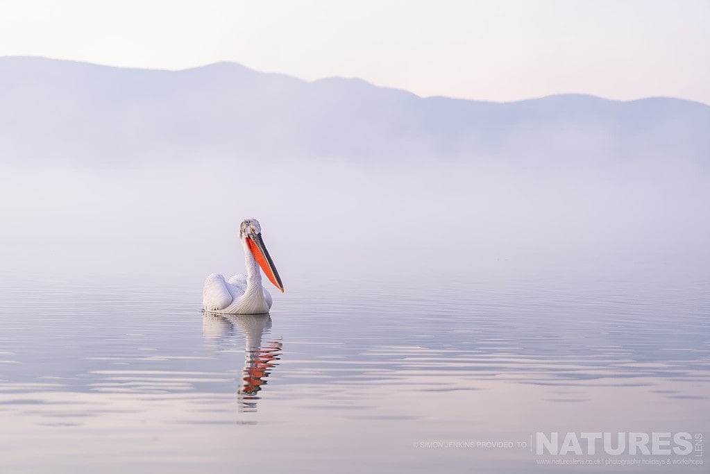 One Of Lake Kerkini Pelicans Drifts On The Still Waters