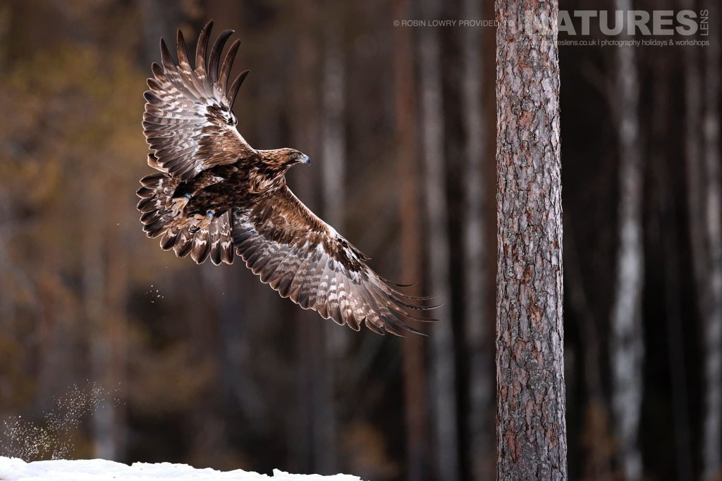 One Of The Golden Eagles Flying Amongst The Trees Photographed During A Natureslens Photography Holiday To Photograph Nortern Swedens Eagles In Winter