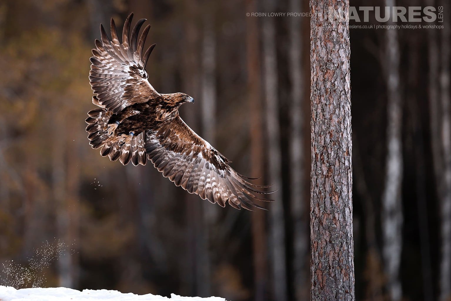 One Of The Golden Eagles Flying Amongst The Trees Photographed During A Natureslens Photography Holiday To Photograph Nortern Swedens Eagles In Winter