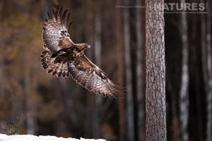 One Of The Golden Eagles Flying Amongst The Trees Photographed During A Natureslens Photography Holiday To Photograph Nortern Swedens Eagles In Winter
