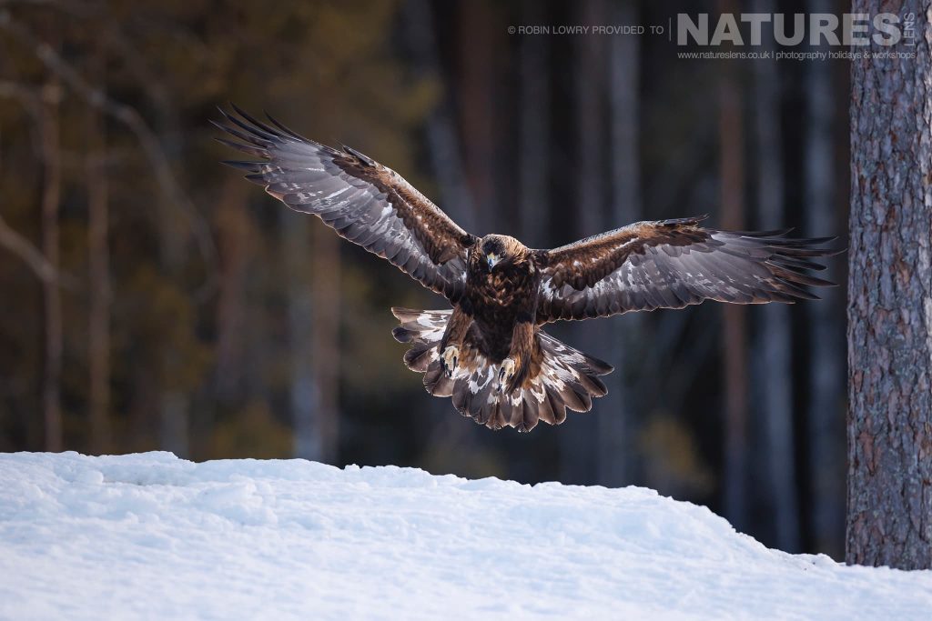 One Of The Golden Eagles Flying Over The Snow Covered Ground Photographed During A Natureslens Photography Holiday To Photograph Northern Sweden Eagles In Winter Robin Lowry – Northern Sweden’s Eagles – 2023