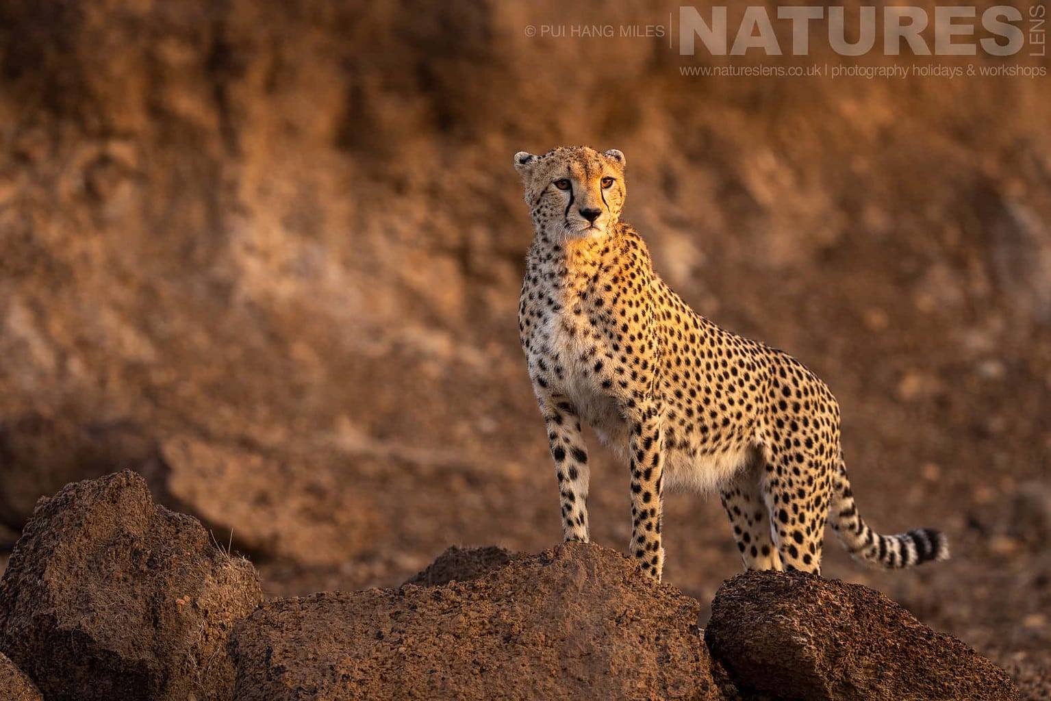 One Of The Mara Cheetahs On An Escarpment Photographed During A Natureslens Photography Holiday To Photograph The Wildlife Of The Maasai Mara