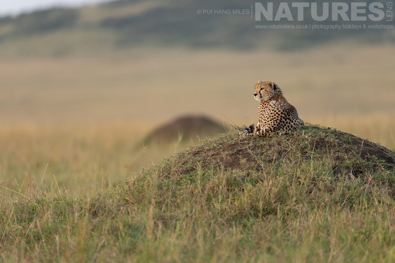 One Of The Mara Cheetahs Resting On A Mound Photographed During A Natureslens Photography Holiday To Photograph The Wildlife Of The Maasai Mara
