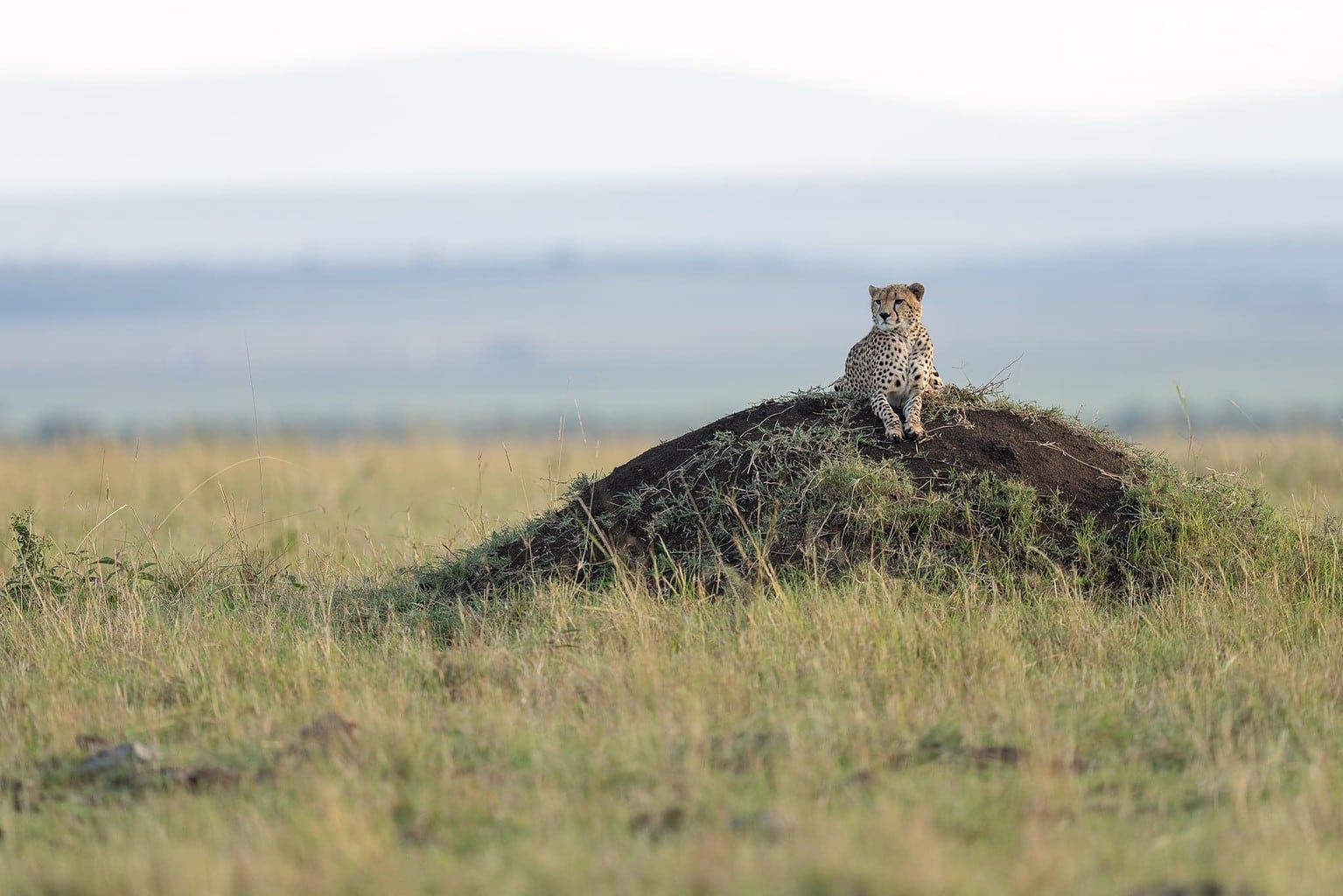 One Of The Mara Cheetahs Resting On A Vantage Point Photographed During A Natureslens Photography Holiday To Photograph The Wildlife Of The Maasai Mara