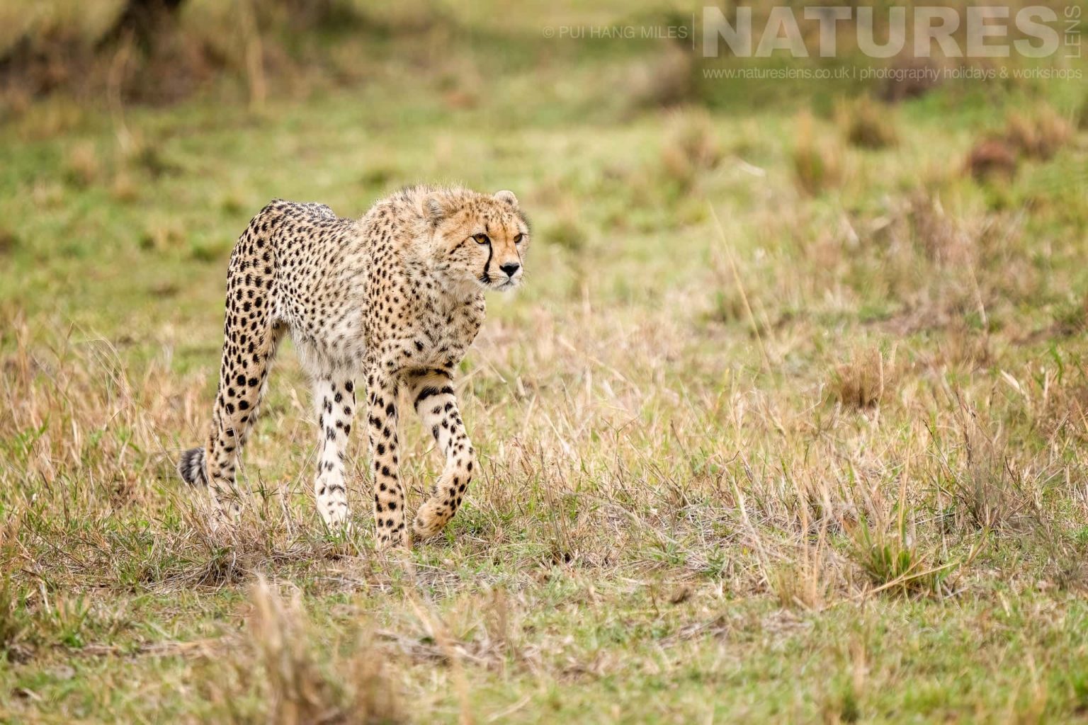 One Of The Mara Cheetahs Striding Across Grasslands Photographed During A Natureslens Photography Holiday To Photograph The Wildlife Of The Maasai Mara