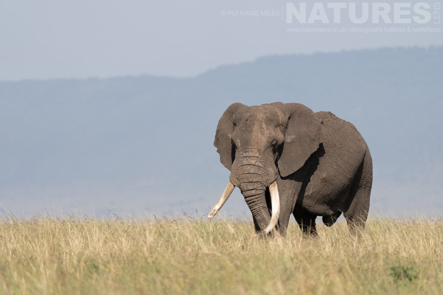 One Of The Mara Elephants Striding Across The Grasslands Photographed During A Natureslens Photography Holiday To Photograph The Wildlife Of The Maasai Mara