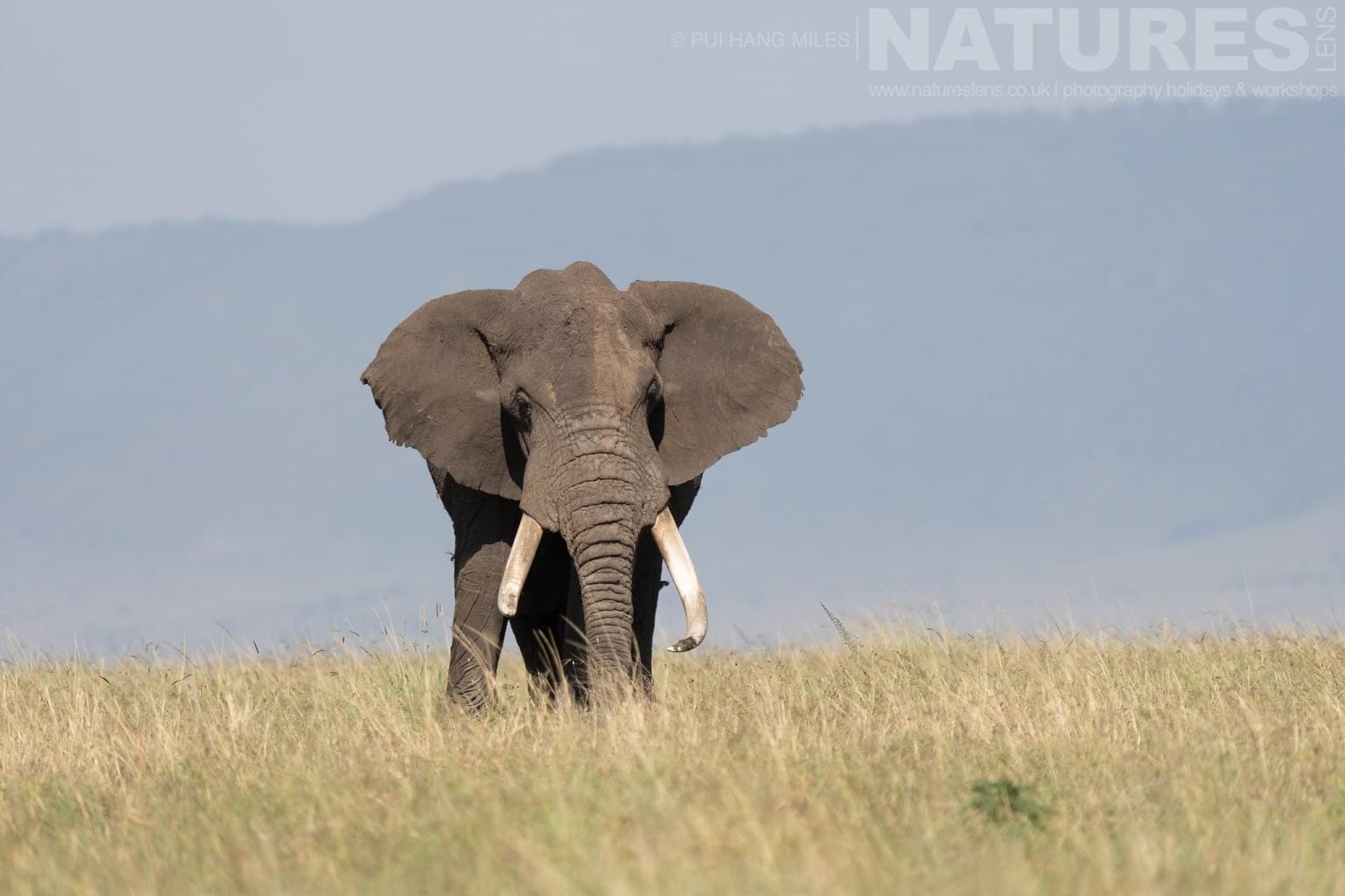 One Of The Mara Elephants Striding Through The Grasslands Photographed During A Natureslens Photography Holiday To Photograph The Wildlife Of The Maasai Mara