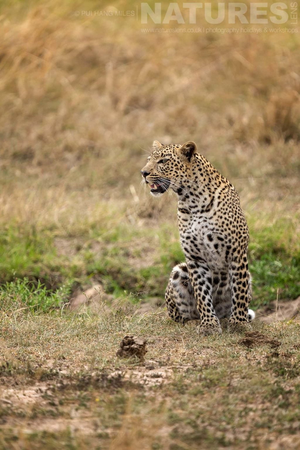 One Of The Mara Leopards Photographed During A Natureslens Photography Holiday To Photograph The Wildlife Of The Maasai Mara