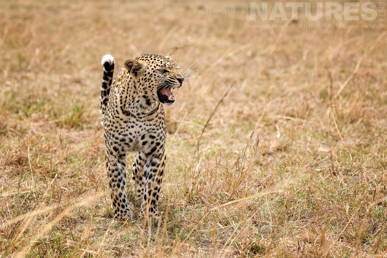 One Of The Mara Leopards Snarling Photographed During A Natureslens Photography Holiday To Photograph The Wildlife Of The Maasai Mara