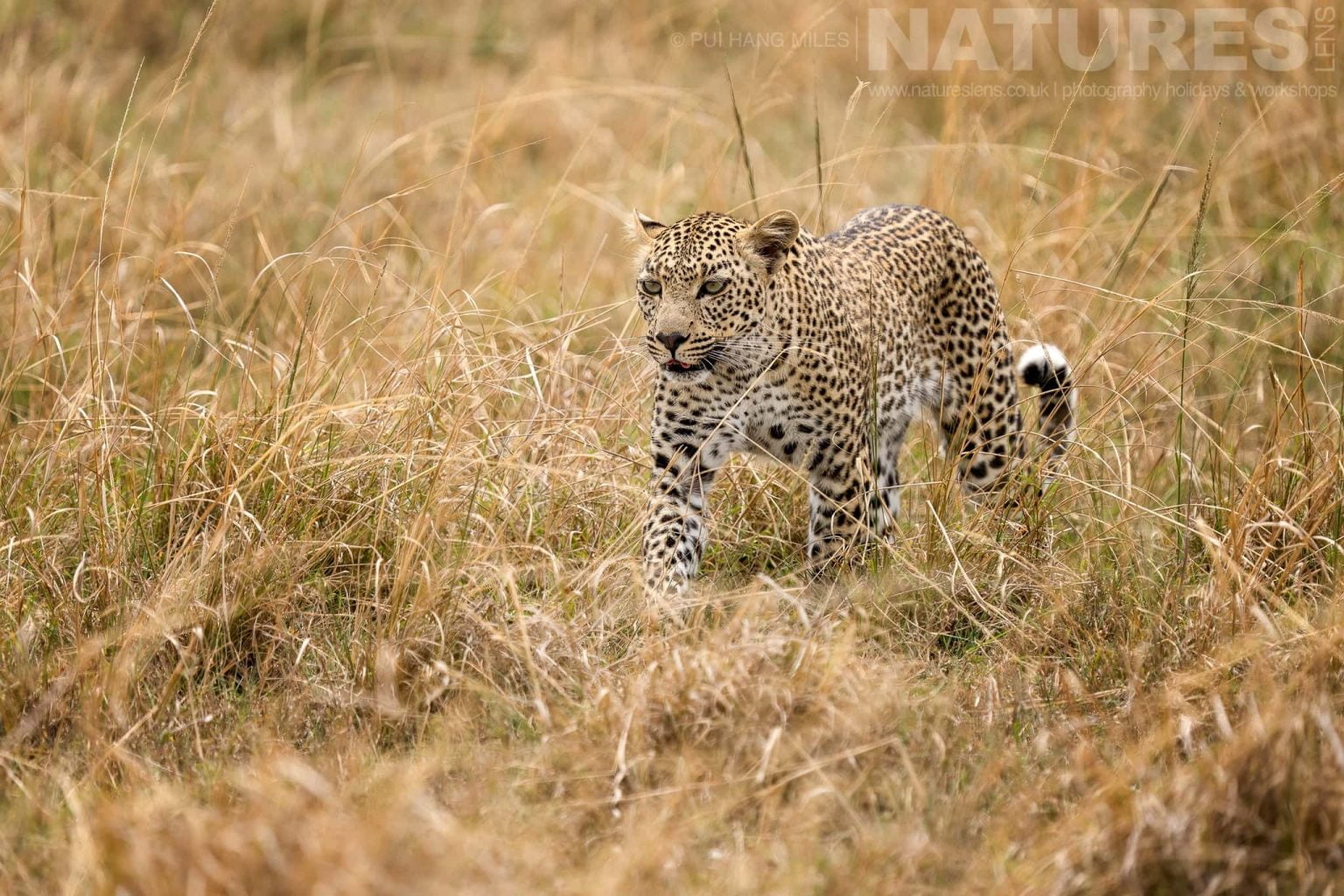 One Of The Mara Leopards Striding Through The Grasslands Photographed During A Natureslens Photography Holiday To Photograph The Wildlife Of The Maasai Mara