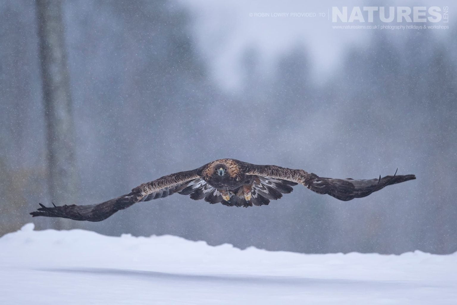 One Of The Resident Golden Eagles Flies Over The Snow Covered Ground Photographed During A Natureslens Photography Holiday To Photograph Northern Sweden Eagles In Winter