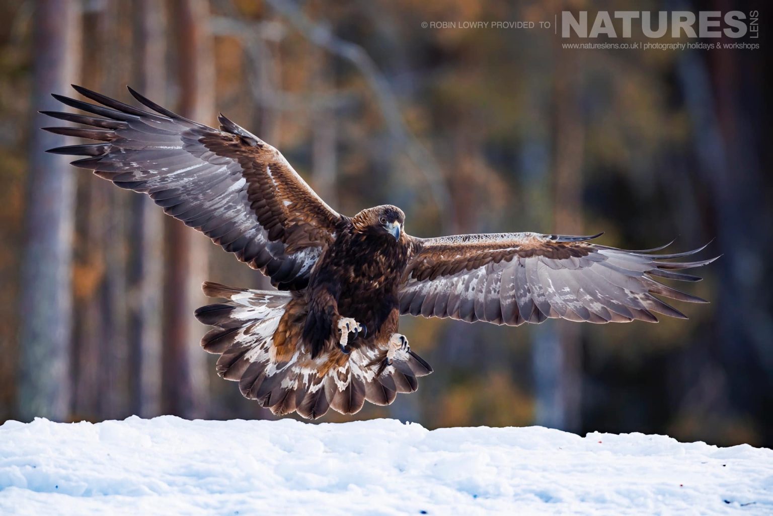 One Of The Resident Golden Eagles Flying Over The Snow Covered Ground Photographed During A Natureslens Photography Holiday To Photograph Northern Sweden Eagles In Winter
