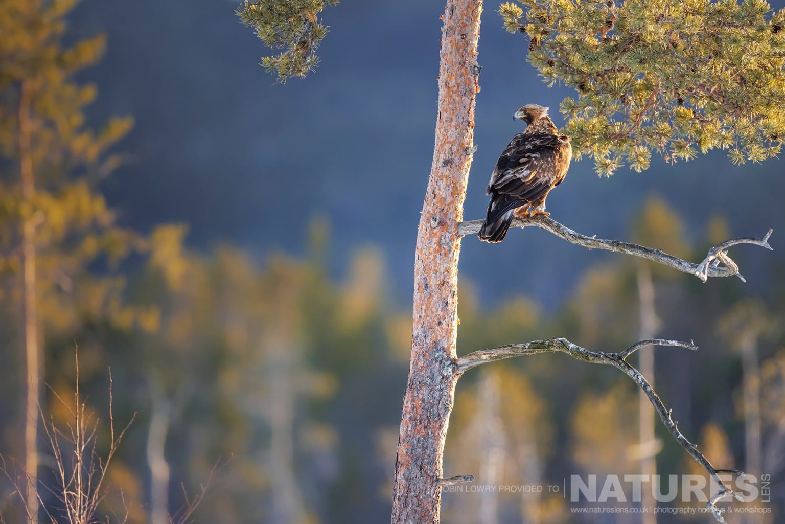 One Of The Resident Golden Eagles Perched High In A Tree Photographed During A Natureslens Photography Holiday To Photograph Northern Sweden Eagles In Winter