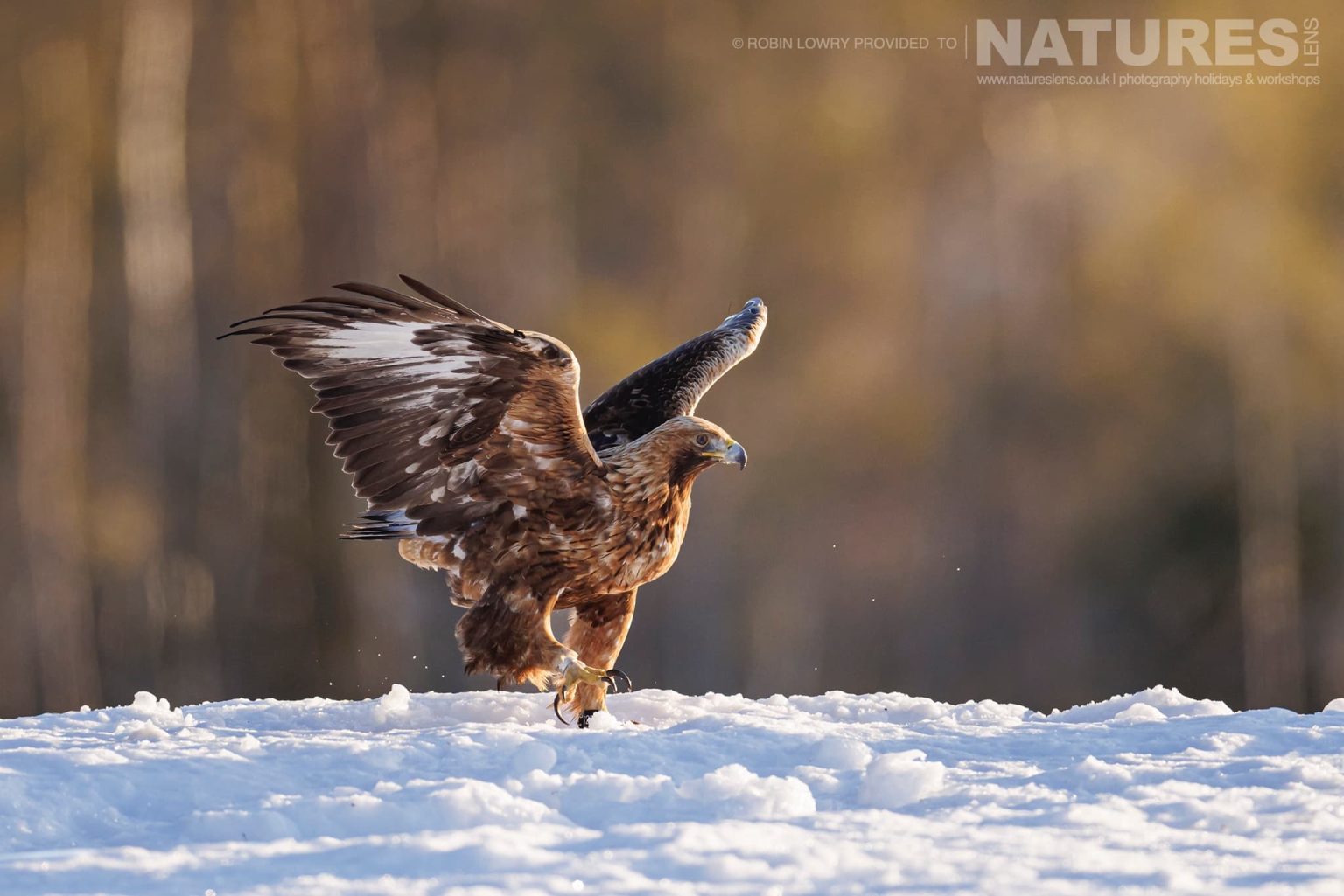 One Of The Resident Golden Eagles Walking On The Snow Photographed During A Natureslens Photography Holiday To Photograph Northern Sweden Eagles In Winter