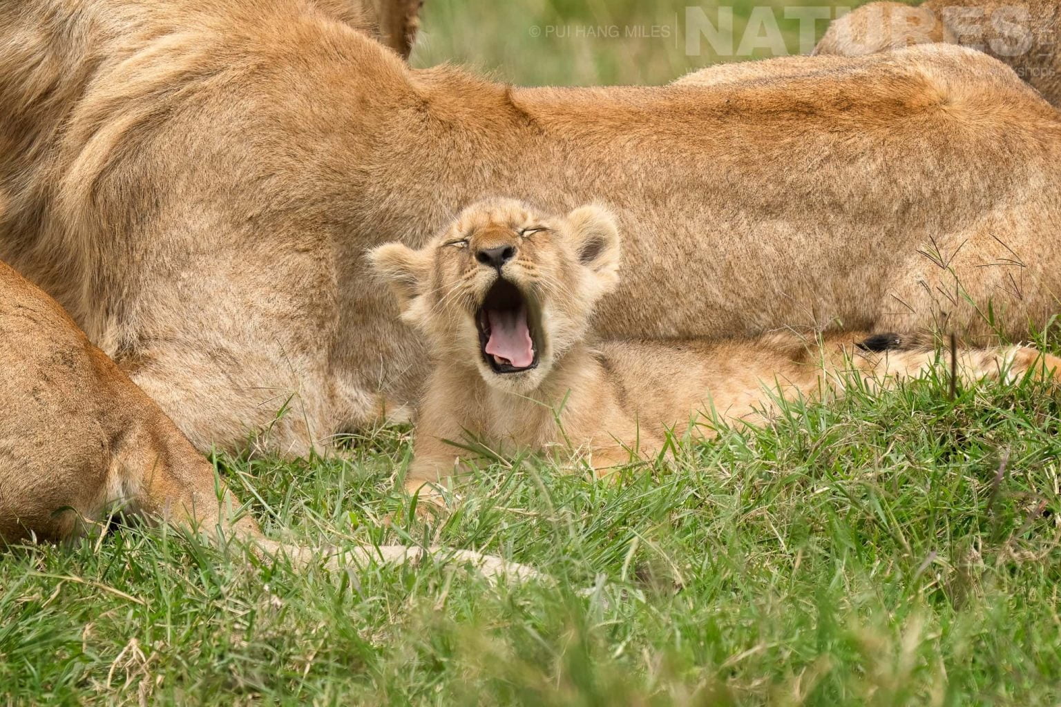 One Of The Youngest Members Of The Topi Pride Yawns After Waking Up Photographed During A Natureslens Photography Holiday To Photograph The Wildlife Of The Maasai Mara
