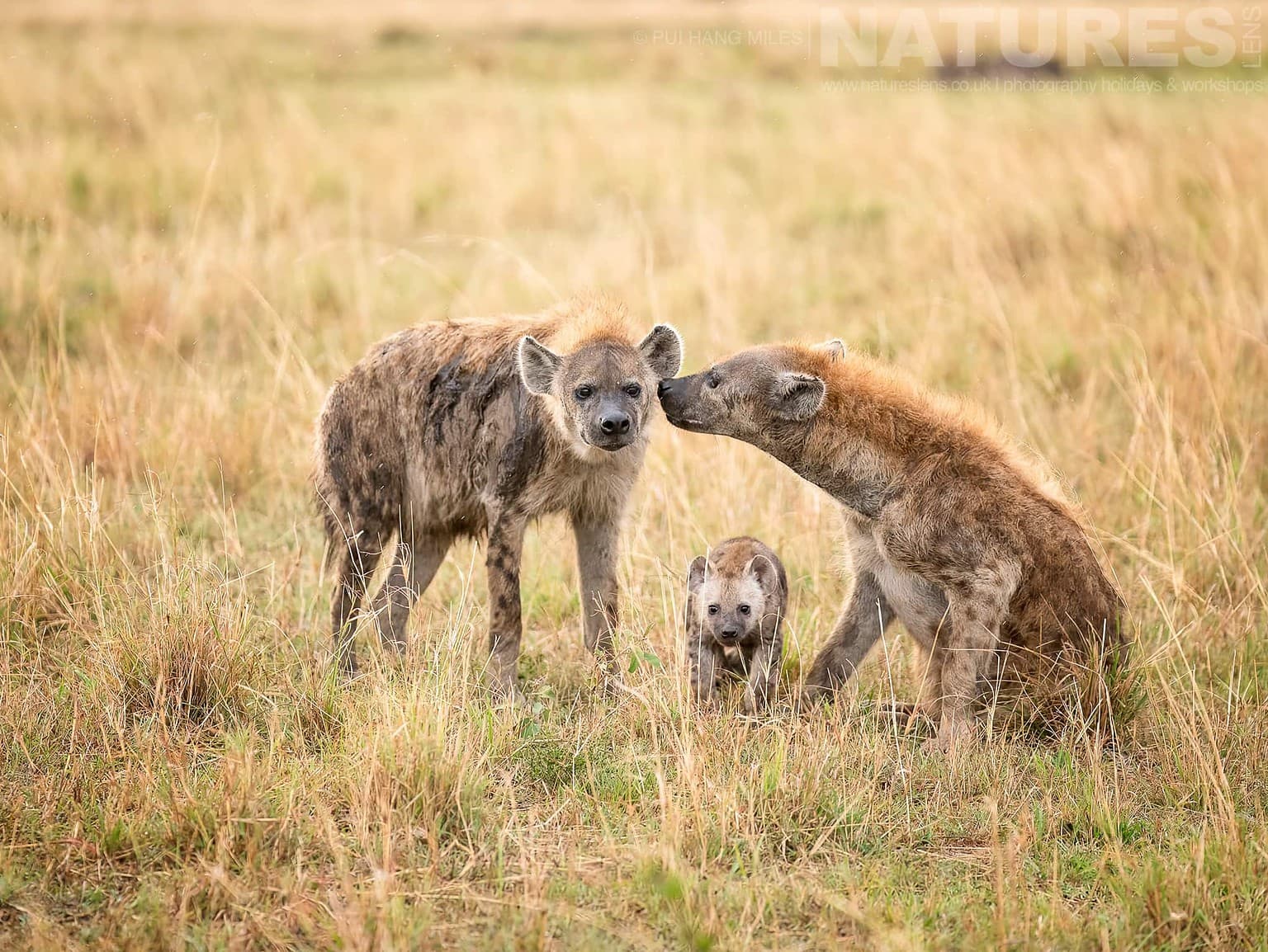 Several Members Of A Hyena Family Greet Each Other Photographed During A Natureslens Photography Holiday To Photograph The Wildlife Of The Maasai Mara
