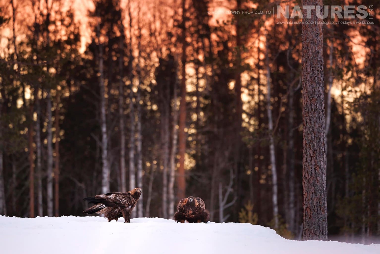 The Pair Of Golden Eagles In Soft Golden Light Photographed During A Natureslens Photography Holiday To Photograph Northern Sweden Eagles In Winter