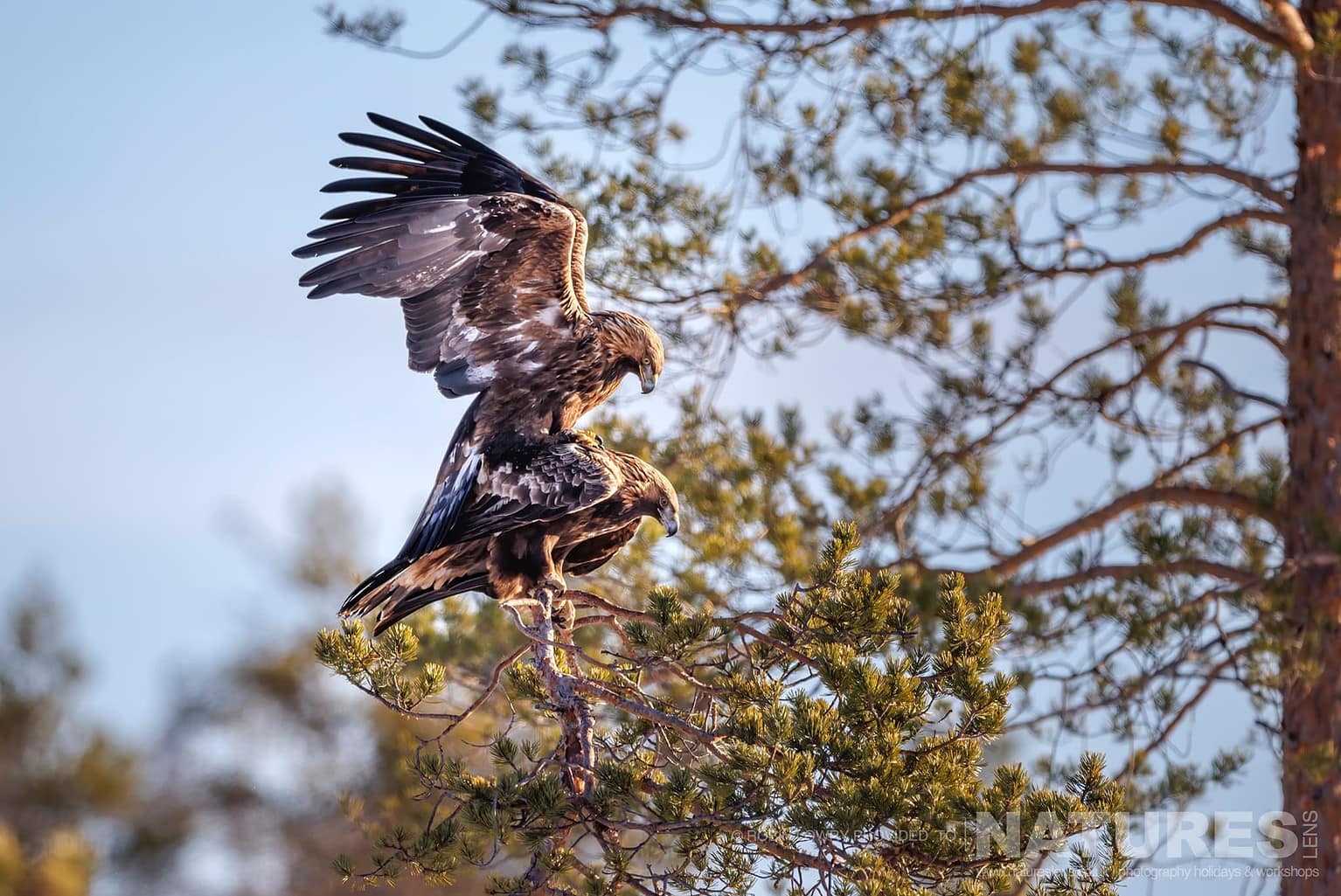 The Pair Of Golden Eagles Mating Photographed During A Natureslens Photography Holiday To Photograph Northern Sweden Eagles In Winter