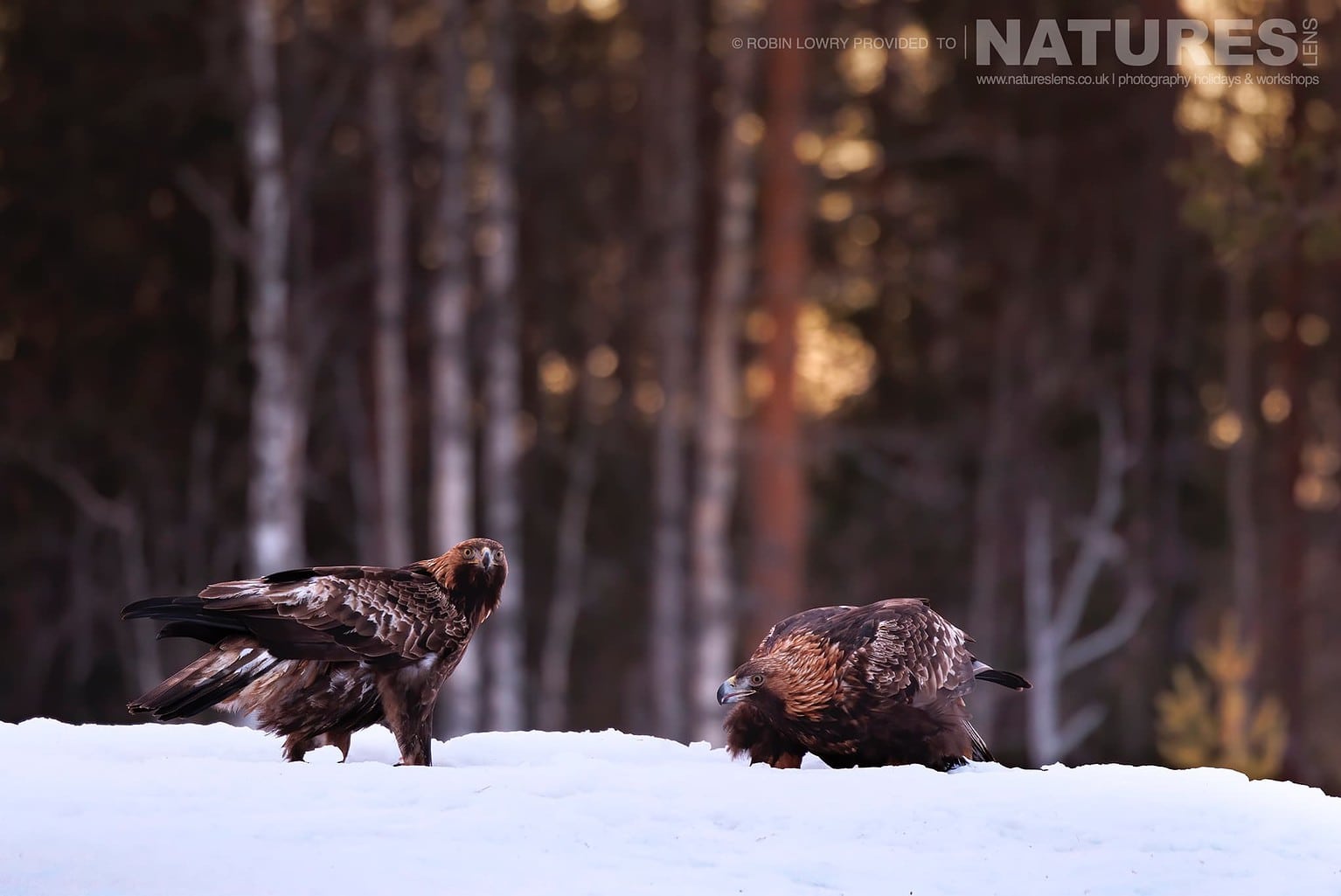 The Pair Of Golden Eagles On Snow Covered Ground Photographed During A Natureslens Photography Holiday To Photograph Northern Sweden Eagles In Winter
